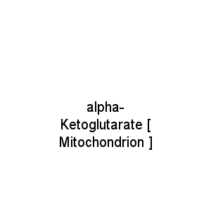 alpha-Ketoglutarate [ Mitochondrion ]
